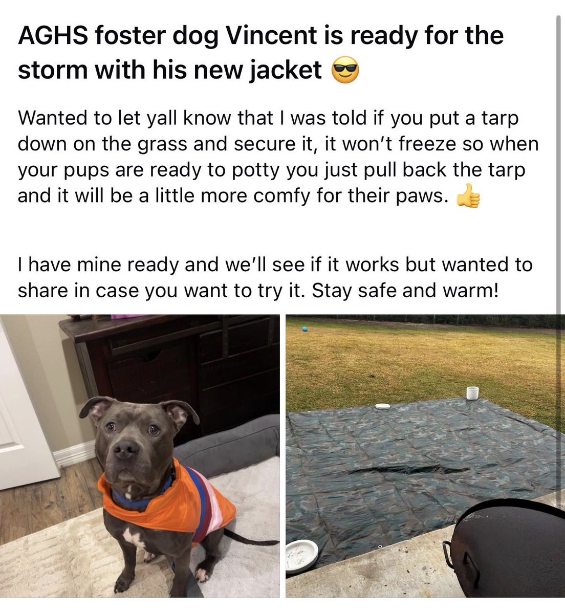 Aggieland Humane Society tweet media