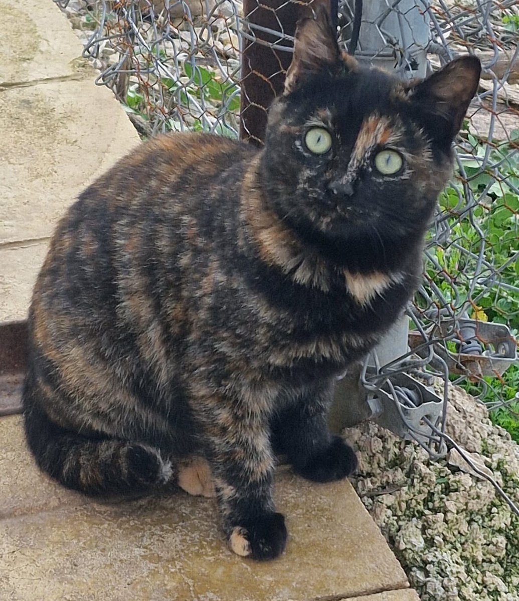 ArcadelTorcal's tweet photo. MONI (hembra carey)  TITO (macho atigrado) son dos gatitos callejeros que están buscando un hogar y una familia. Están en #Antequera (Málaga).
CONTACTO: ARCA DEL TORCAL móvil 637 17 60 58 (WhatsApp). https://t.co/aaLcuwFOle