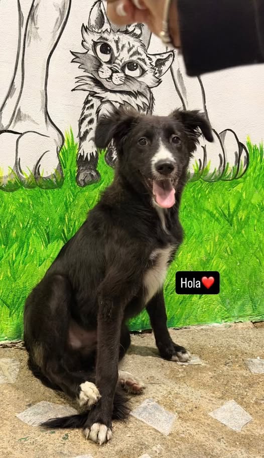 A64029345's tweet image. El perrito de la foto fue abandonado por sus “dueños” ayer, literal lo botaron del carro y huyeron.

la persona que lo tiene a resguardo no puede quedárselo mucho más tiempo por eso urge conseguirle hogar.
 persona que lo tiene en temporal.
0414-9391054
Está en la Candelaria