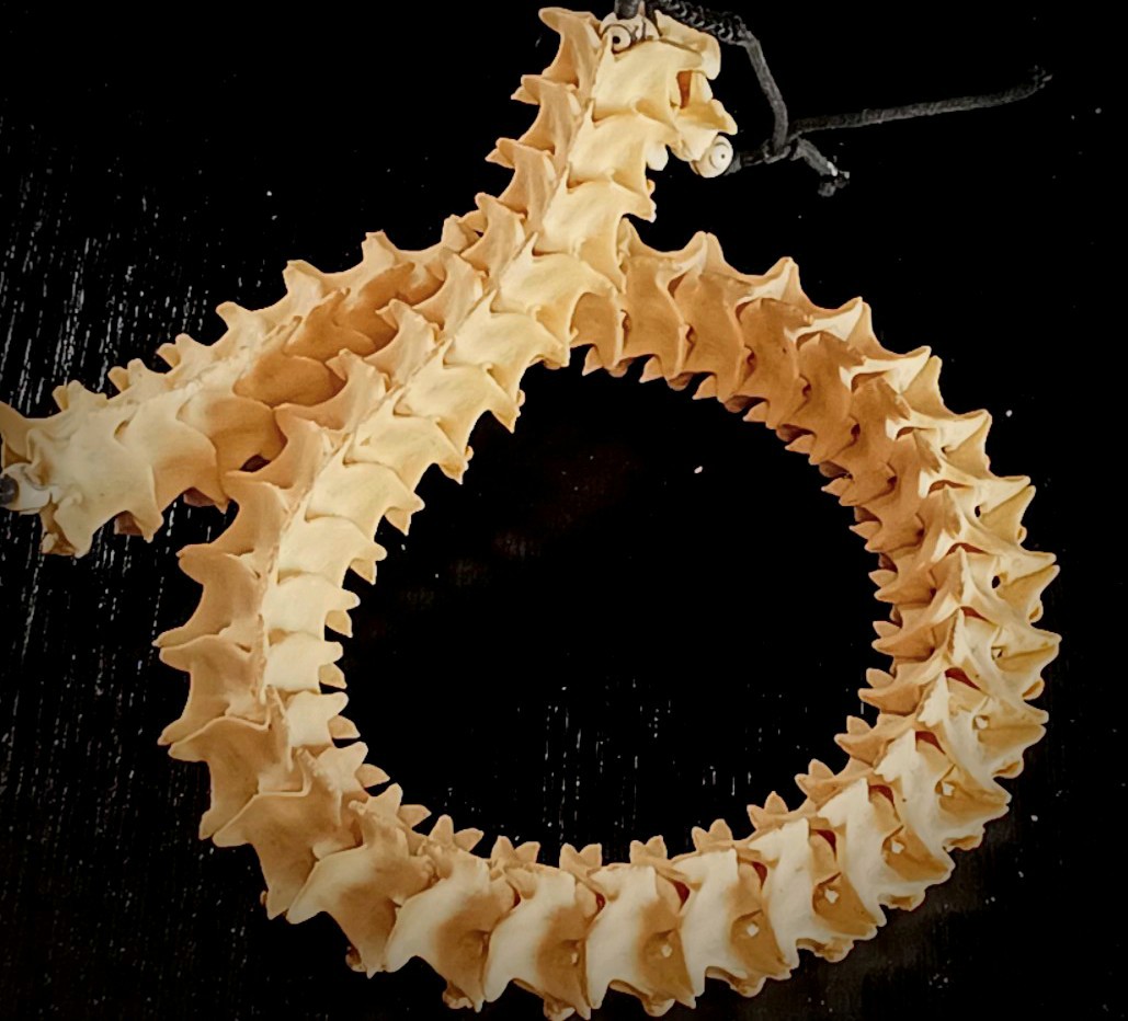 ニシキヘビ 椎骨（ついこつ）30個セット a793-1080x810.jpg