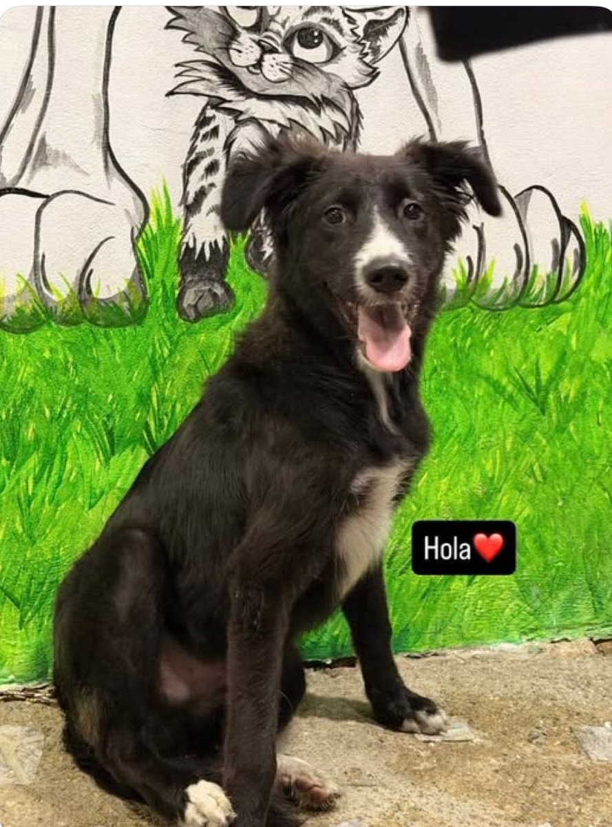 El perrito de la foto fue abandonado por sus “dueños” ayer, literal lo botaron del carro y huyeron.

la persona que lo tiene a resguardo no puede quedárselo mucho más tiempo por eso urge conseguirle hogar.
 persona que lo tiene en temporal.
0414-9391054
Está en la Candelaria