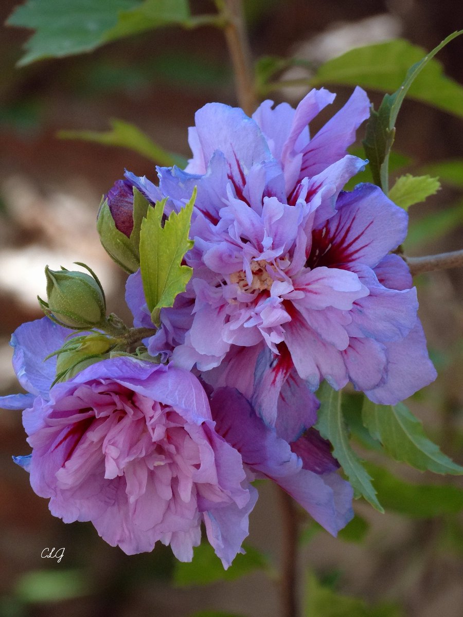 mequetrefa67's tweet photo. #Floral #photographer #flor #photograghy #photo #landscape #travel https://t.co/KwDSrD3MQn