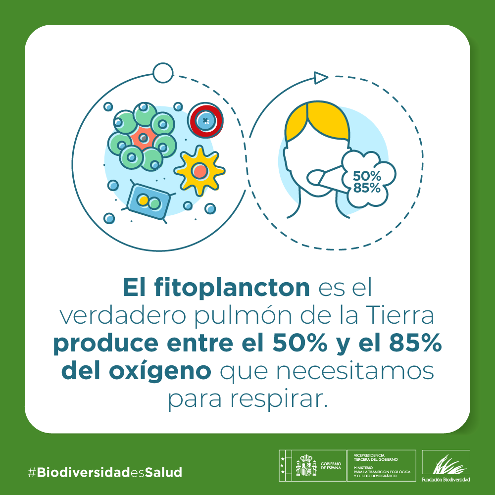 El fitoplancton 🦠 desempeña un papel clave en la regulación del CO₂ atmosférico. 

Sin embargo, la acidificación del agua causada por el exceso de emisiones produce un cambio en el pH que modifica los ecosistemas marinos 🌊

#BiodiversidadEsSalud