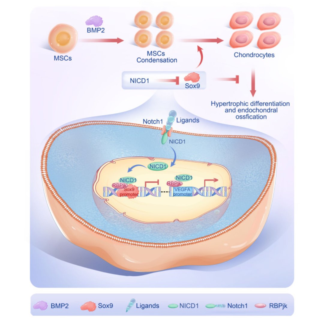 GenesNDiseases's tweet image. Activated #Notch1 signaling drives #BMP2-induced endochondral #ossification in #MSCs by suppressing #Sox9-driven chondrogenesis and enhancing #VEGFA-mediated #angiogenesis, highlighting Notch1 as a target to improve #CartilageRegeneration.

#OpenAccess: doi.org/10.1016/j.gend…