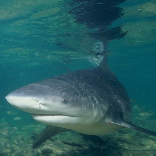 clarincom's tweet image. AUSTRALIA: MURIÓ UN CHICO DE 12 AÑOS TRAS UN ATAQUE DE TIBURÓN 

Nico Antic falleció tras varios días internado luego de ser atacado el domingo pasado mientras nadaba con amigos en aguas poco profundas del puerto.

El ataque habría sido de un tiburón toro, una especie frecuente…