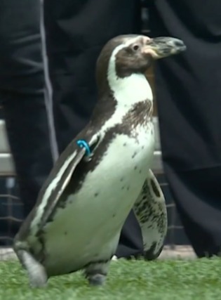 Tarab dev tweet media