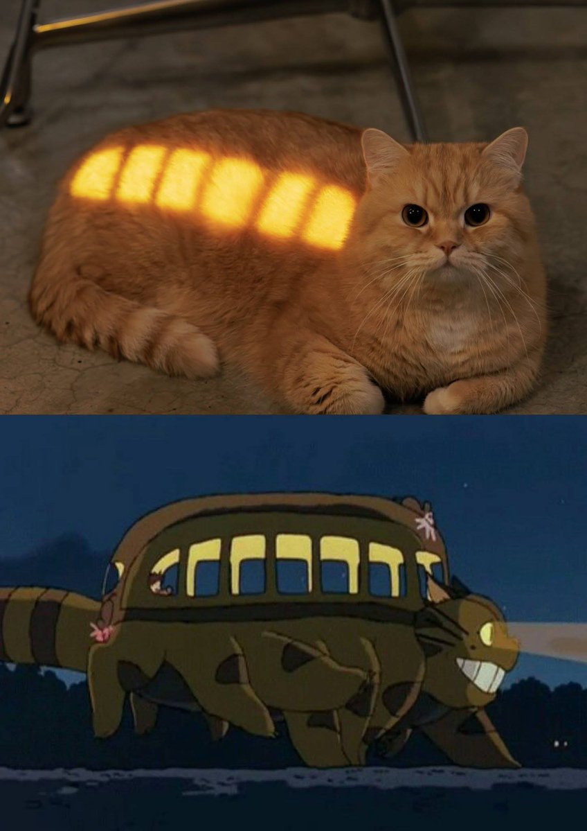 El #CatBus existe ... EXISTE!!!!