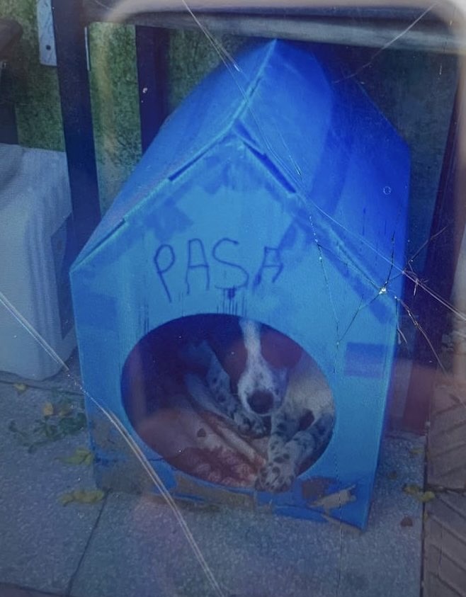 Manisa'da mahallelinin baktığı, Paşa adlı zararsız küçük köpeği, kendi el kadar çocuğunun gözleri önünde kafasını taşla defalarca ezerek öldüren sapık tutuklanmış. Kendi çocuğuna böyle bir vahşeti izleten adamın çocuğu falan umrunda olmaz.
O çocuk da bir psikopat adayı artık.