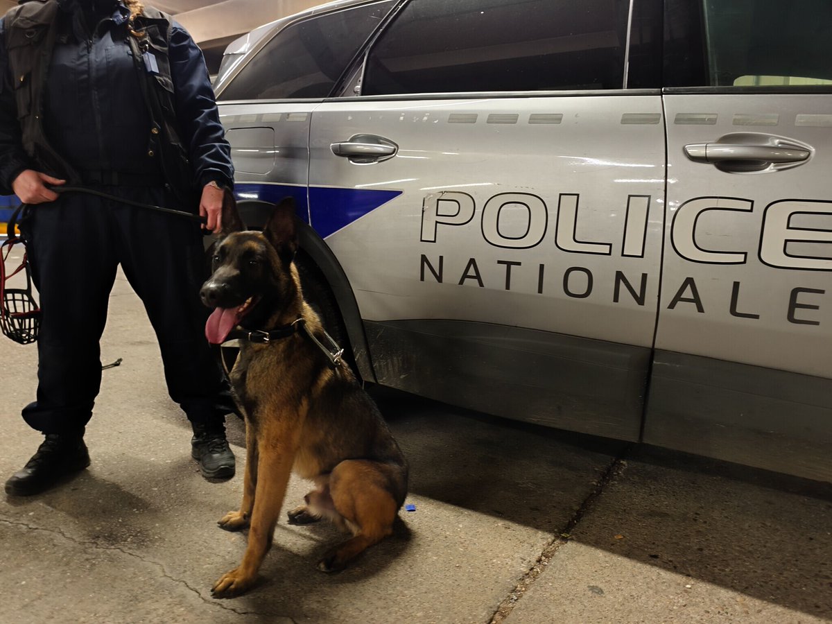 le_Parisien's tweet image. Placé à la SPA suite aux ennuis judiciaires de son maître, Galbi devient...chien policier !
➡️ l.leparisien.fr/KhV8