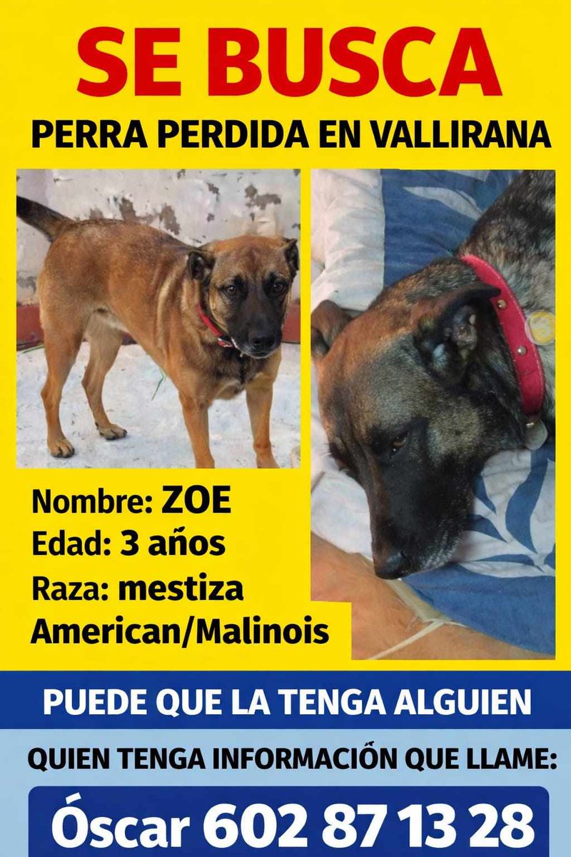 areagossosbdn's tweet photo. 🆘🆘¡¡ATENCIÓN!!🆘🆘
ZOE Desapareció en #Vallirana
#Barcelona en junio de 2025.
Ha sido vista en #MolinsdeRei  #CorberadeLlobregat y #SantAndreudelaBarca
Si tenéis alguna pista contactar:
📞602 871 328 - Óscar 
Máxima difusión
📣📣📣
#XarxaBarcelonaPerduts
#FemXarxa https://t.co/7n8OZ472X3