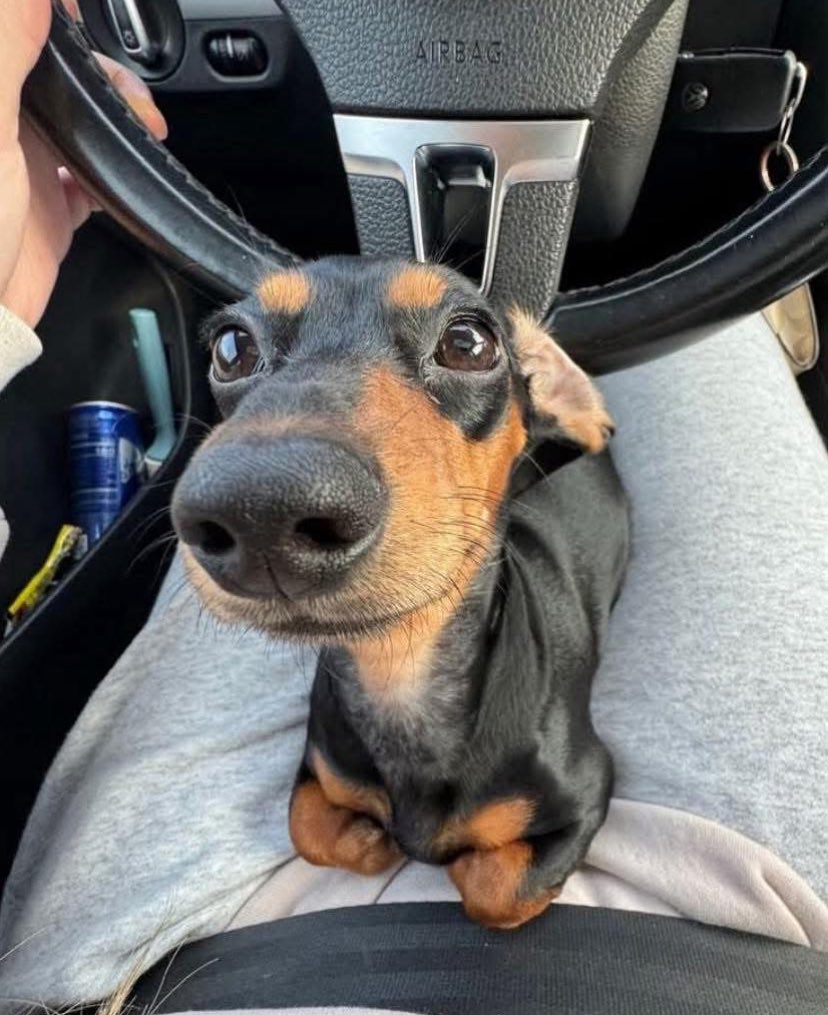 Dachshund Lovers tweet media