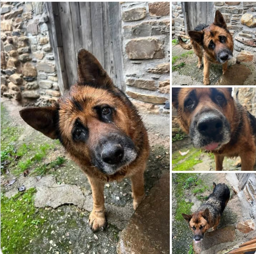 Vigo
La protectora Rescue ha recibido aviso de una perrita abandonada hace un tiempo por el 🤬de su dueño,segun los vecinos.
Vaga buscando comida,pobre criatura🥺
Tiene buen caracter+sociable con 🐕,dale acogida o adopcion por favor compasion🙏🏻🙏🙏🏿
Contacta Whatsapp: 653348573