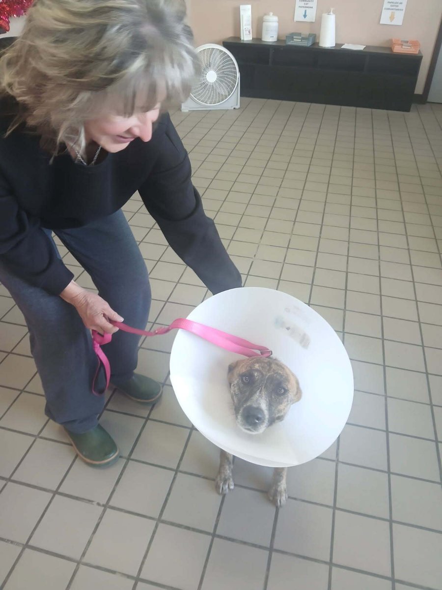 Meet Ruthie
Ruthie was found dumped in a ditch with her six newborn puppies.

Through our low-cost care services, she received her spay surgery, vaccines, and a microchip.

We’re grateful to be able to support pets and families when they need it most.