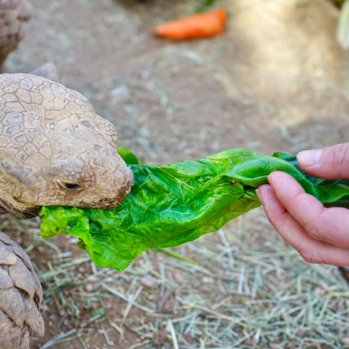 ArizonaDEQ's tweet image. Phoenix Herpetological Sanctuary is helping tackle #FoodWaste by partnering with local stores and restaurants to turn surplus produce into meals for their rescue animals 🥕 🌽 🍎

Produce that can’t be given to the animals is composted!

#EnvironnmentalStewardship #Composting
