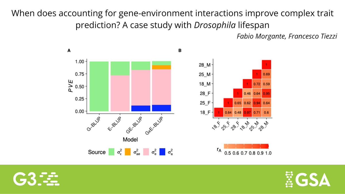 GeneticsGSA's tweet image. New in #G3journal: @FabioMorganz and Francesco Tiezzi used experimental data measuring #lifespan in different environments for unrelated #Drosophila genotypes to elucidate how accounting for gene-environment interactions can improve predictions. buff.ly/8n0puJl