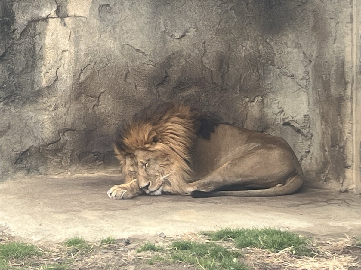 ライオン：サンくんはお休み中 #スマトラトラ：ケアヒくんもおやすみ