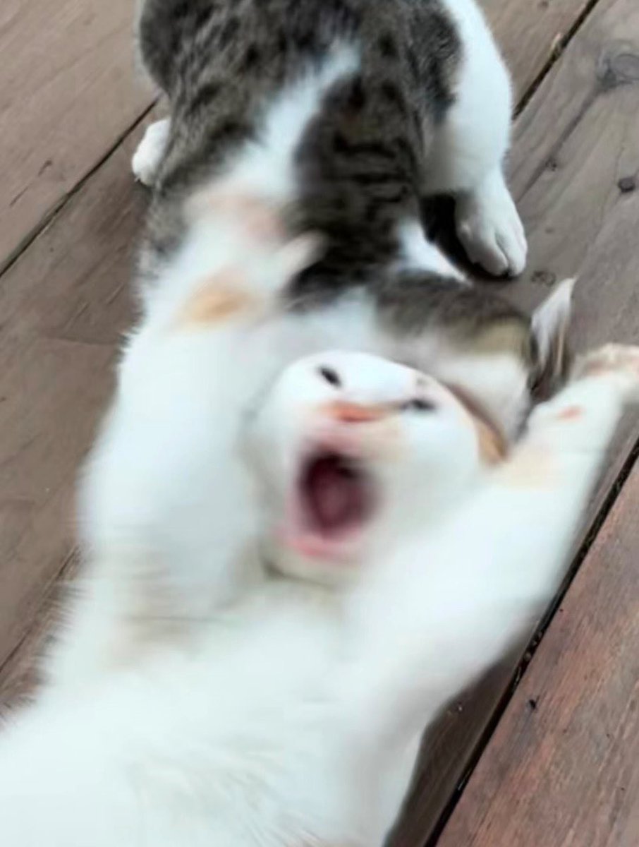 The Cats 𝕏 tweet media