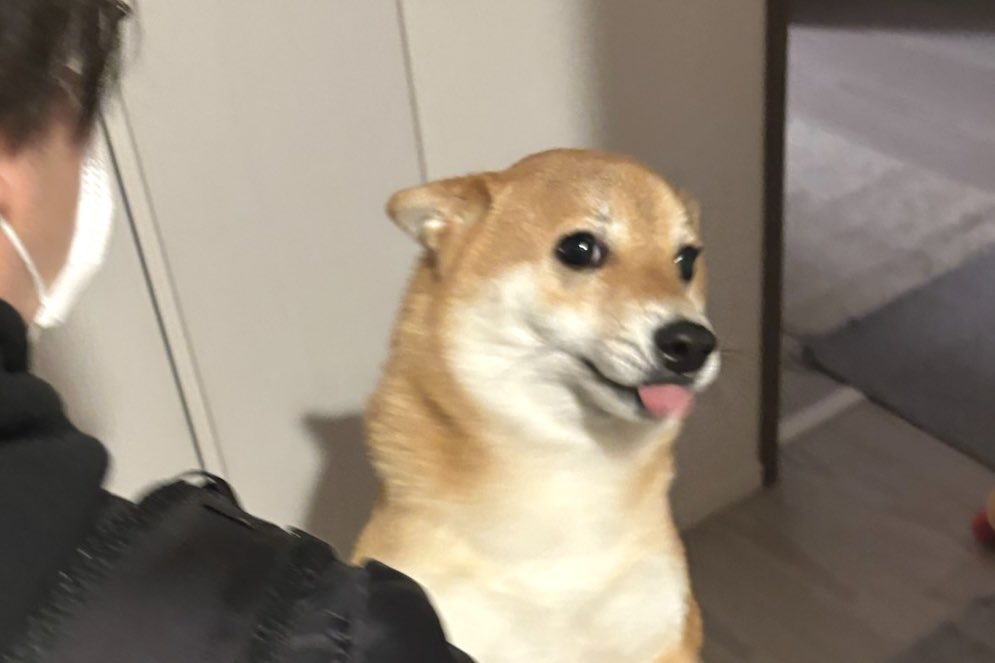 柴犬しばみ tweet media