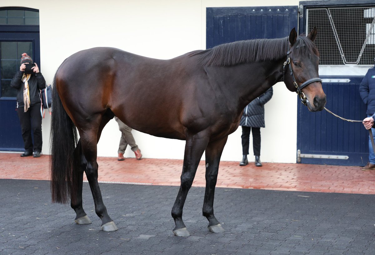 Blackbeard (No Nay Never x Muirin).... a big year ahead for him
#IrishStallionTrail