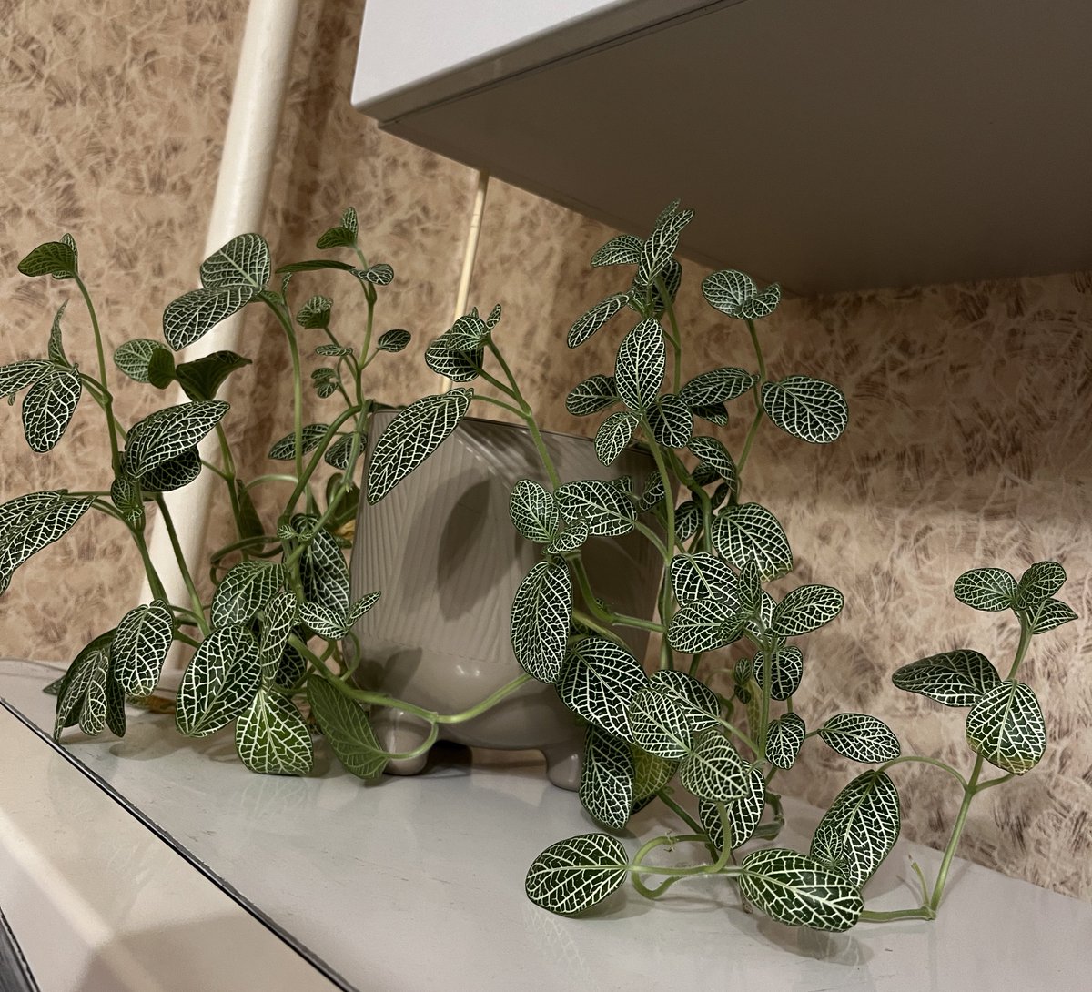 тэхен бро не расстраивайся ты не одинок.. (кажется моим цветам совершенно похую на все танцы с бубнами вокруг них)