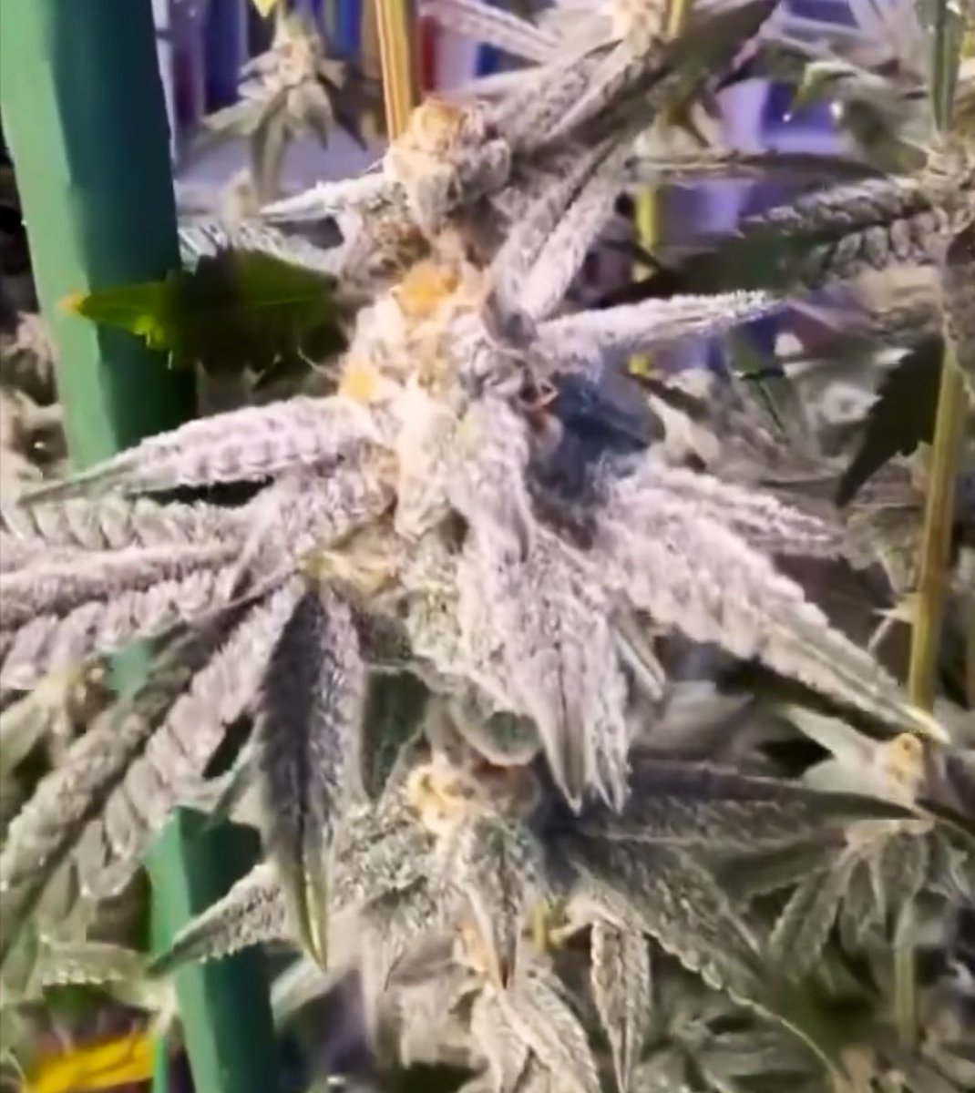 Fernand49034227's tweet image. Canna natural 
#sativa #hibrido #thc #PR