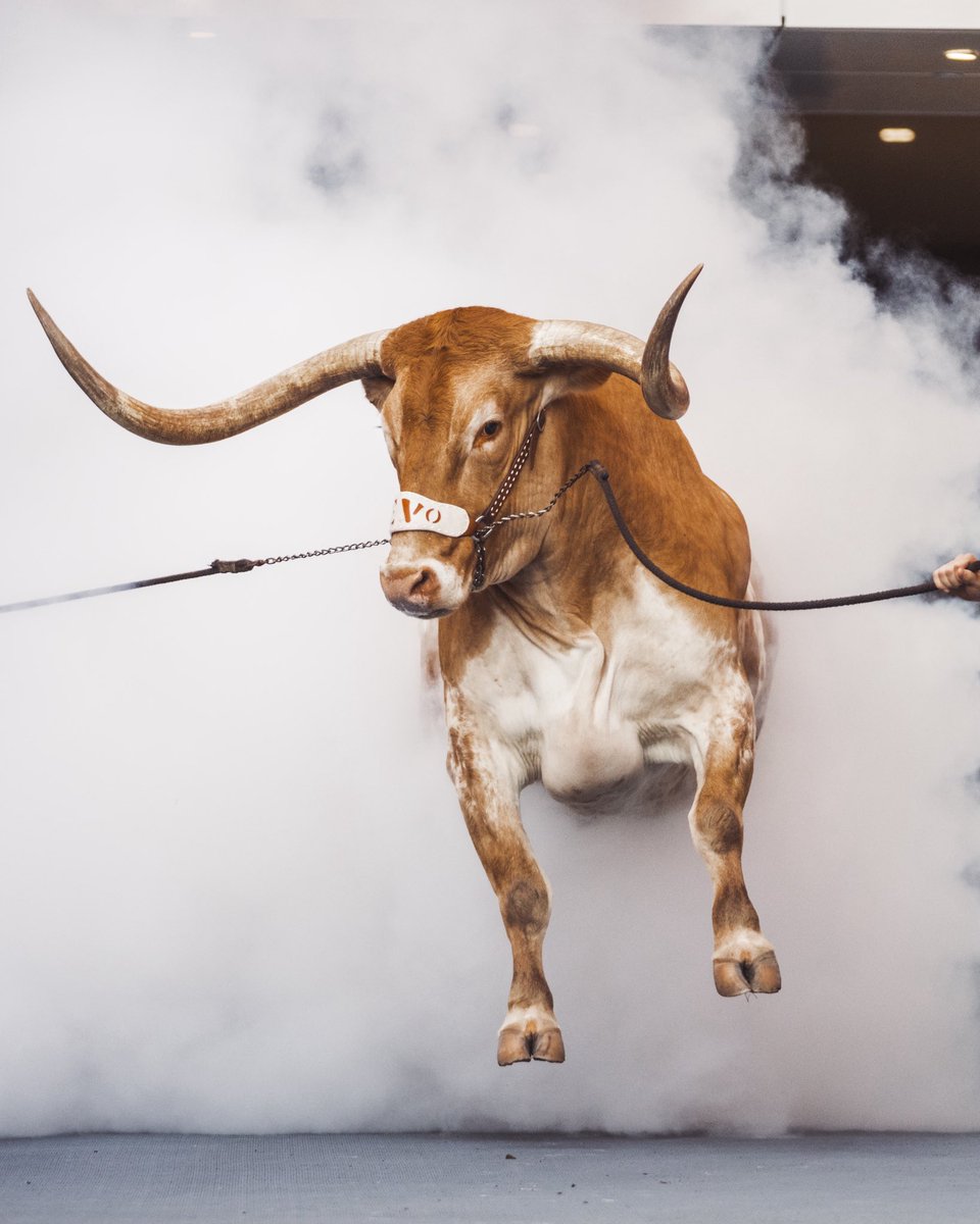 Happy birthday to the best live mascot in all the land 🤘🎉 <a href="/TexasMascot/">BEVO XV</a>