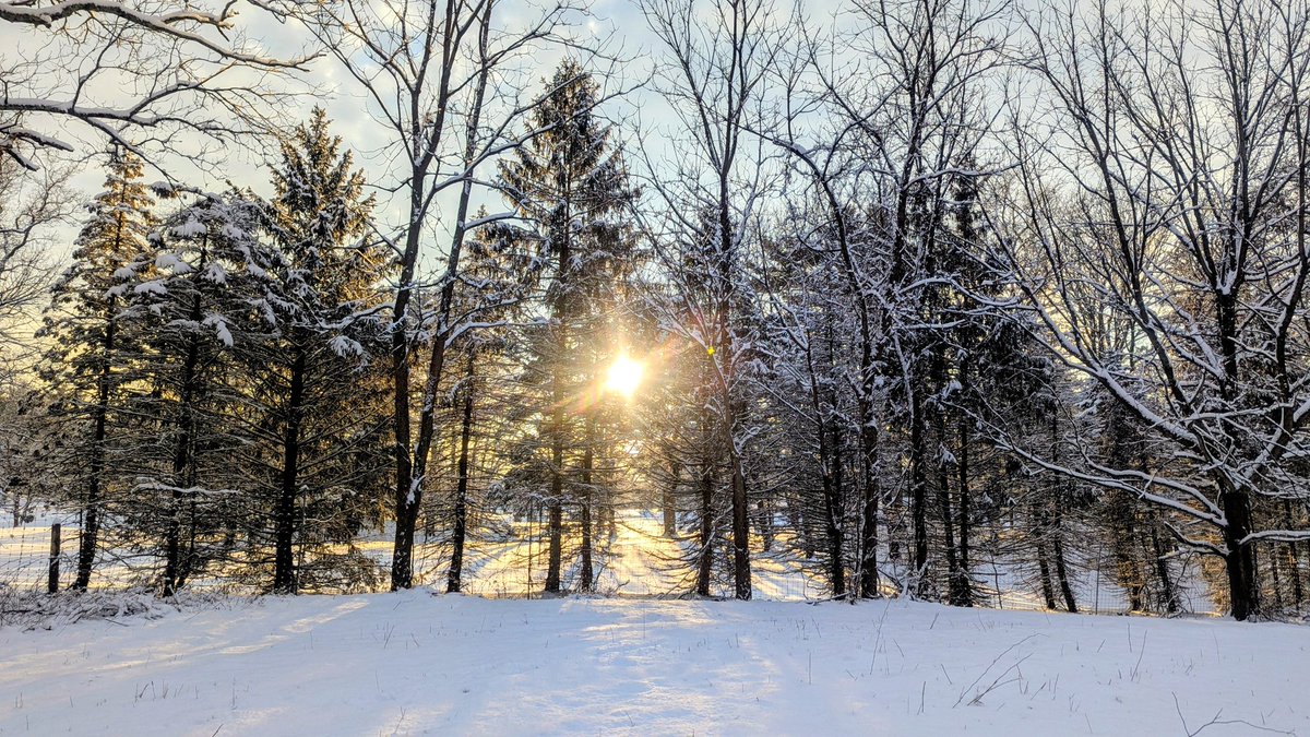 Norann Voll tweet media