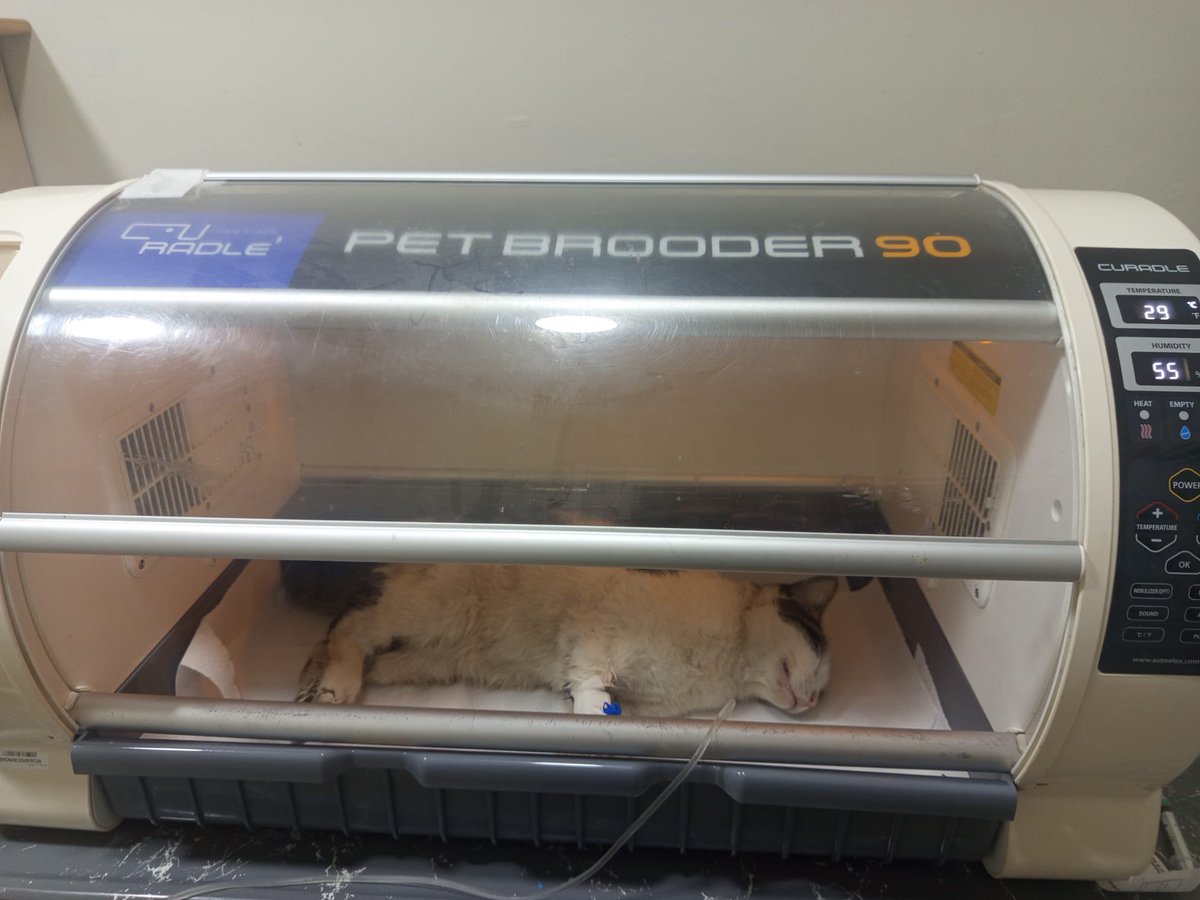 suletrkmnn's tweet image. suan da yoğun bakımda bu çocuğu göz göre göre zehirlemisler  5 saattir böyle baygın yatıyor gözlerini bile açamadı hala  kritik durumu ne yedirdiniz ne verdiniz bilmiyorum ama üç günlük dünya değer miydi ?