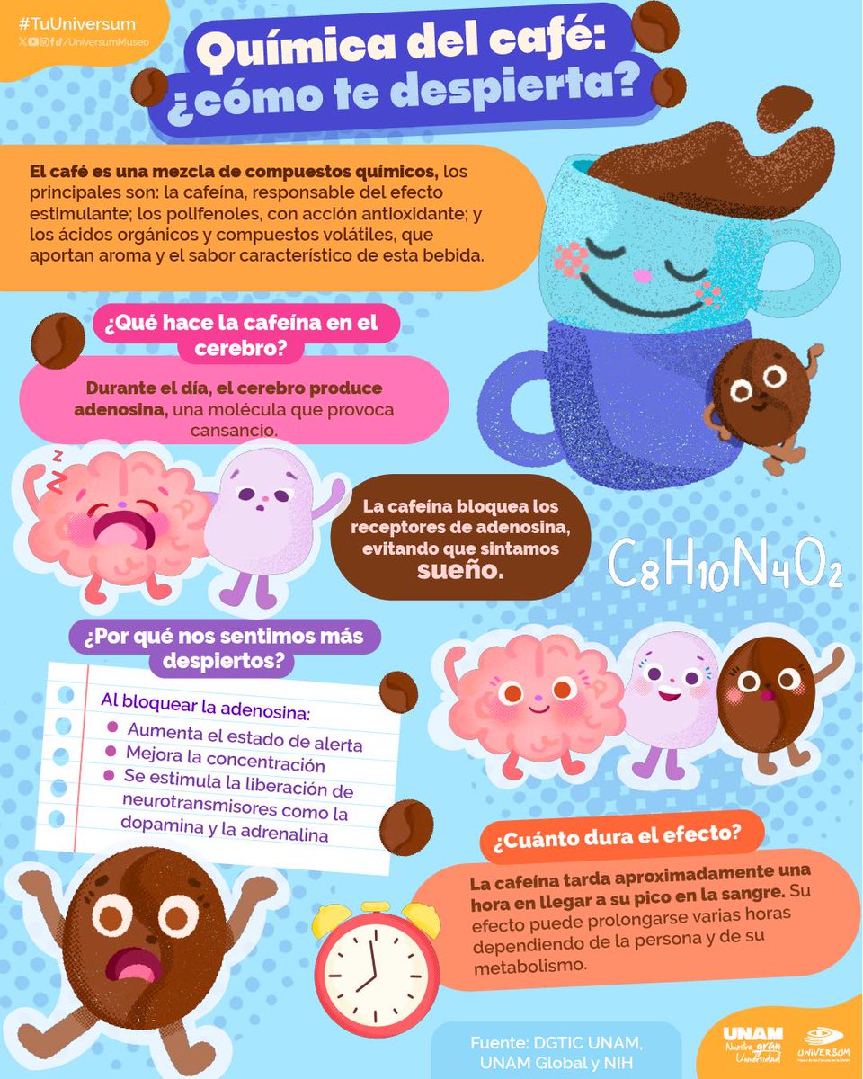 ☕ El café acelera tu mañana: la cafeína activa neurotransmisores que elevan la atención y, además, bloquea la adenosina, molécula que provoca cansancio o sueño. Infografía de <a href="/UniversumMuseo/">Universum Museo</a>. ⬇️