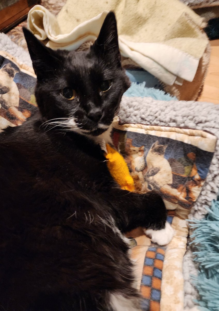 kathleengorma13's tweet photo. May we please have a #pawcircle for #Fiona 🙏🏼. She had a cystitis attack last w/e &amp; her meds were readjusted by her vet. Things were looking good however this morning we are back to square one 💔. Fiona's health issues are so complex but she's a trooper.  #SuperSeniorCatsClub https://t.co/iJbiUpb0T0