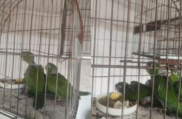 g1riopreto's tweet photo. 🦜Mulher é multada em R$ 2 mil após mandar retirar ninho de maritacas do forro de imóvel
https://t.co/RBgIhCXkw6 #g1 #fernandopolis https://t.co/uJW3zWe514