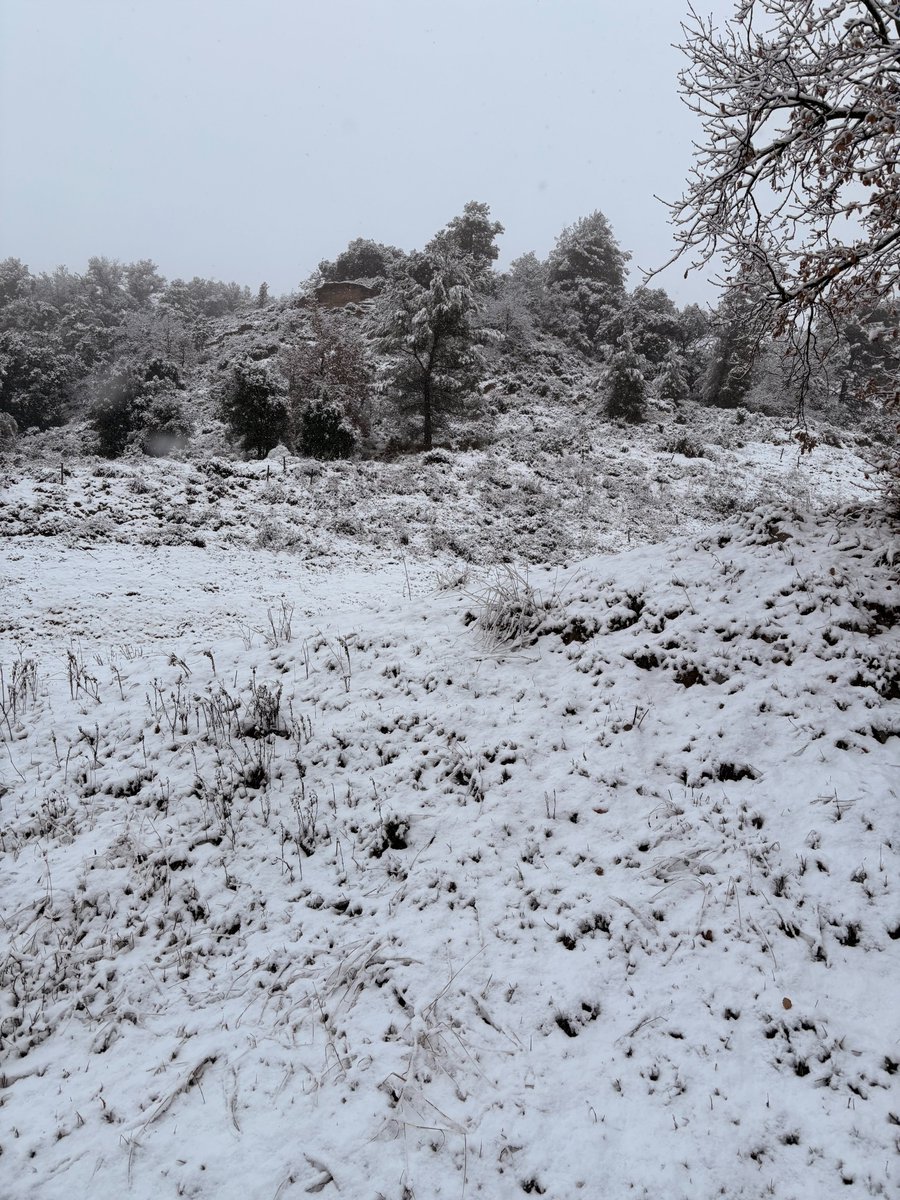 laMartu30's tweet photo. ❄️Fotos de la nevada a Olost (Lluçanès) 24-01-2026 (2/2) #ElTemps3Cat #neu #Nevada #Olost #Lluçanès @MeteOlost https://t.co/GInkwJqN3w