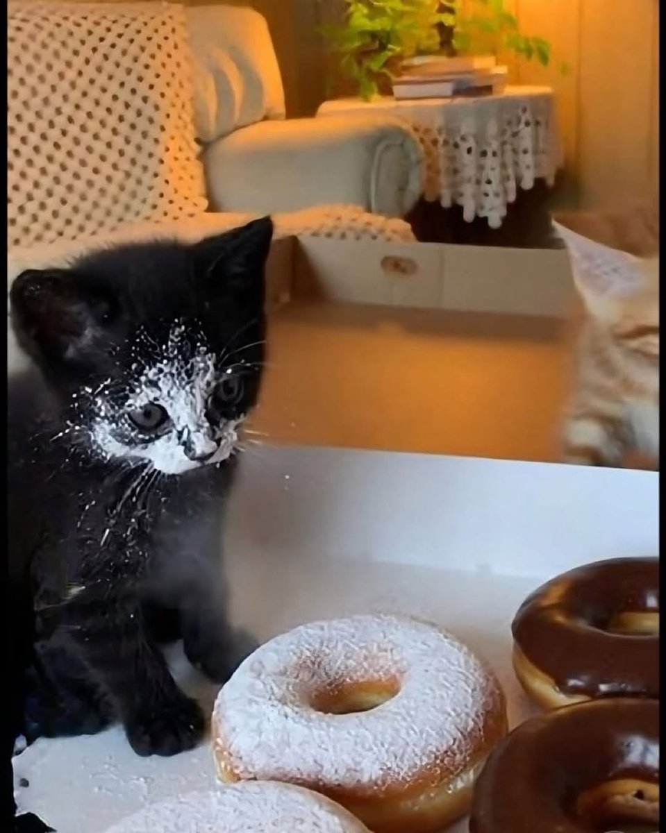 Catsillyness's tweet photo. https://t.co/oKhXhUFh6i