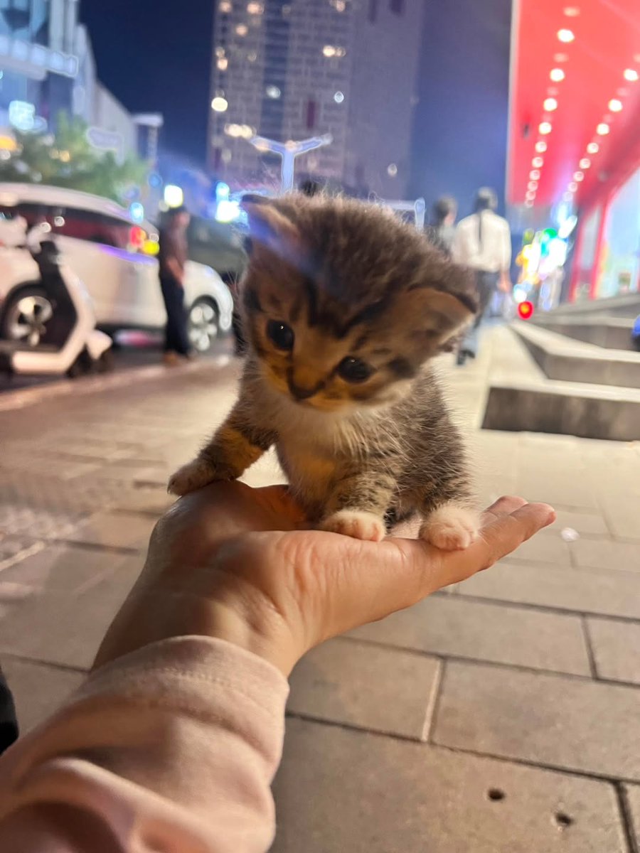 smol silly cat tweet media