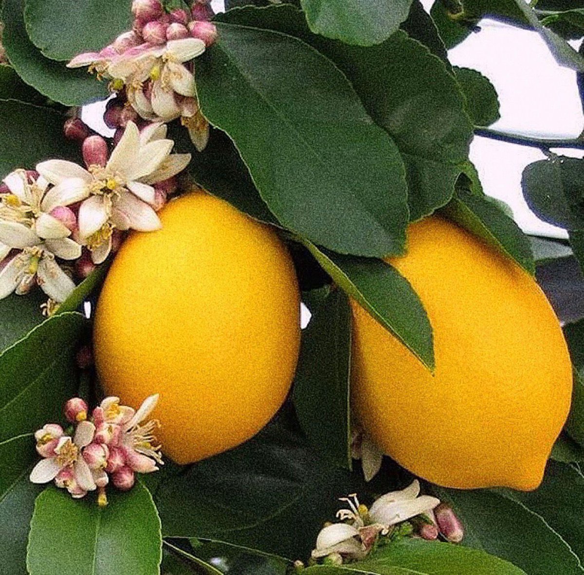 عساس الحدود tweet media