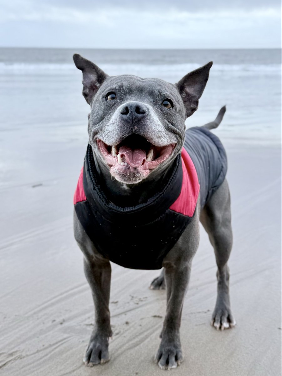 IsaMary2021's tweet image. It’s #SmilingStaffySaturday 🤩🤩❤️❤️. #IsaMary #HappyPlace #Beach