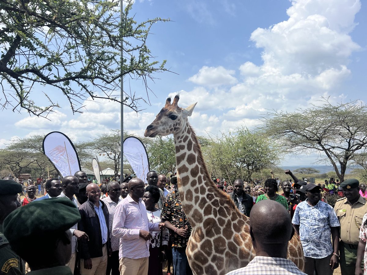 The calf who stole the show 🤩

You might remember the little male calf at Ruko Conservancy who was hand-raised by the rangers? A little while ago, he attended a local event at the Ruko headquarters and absolutely stole the show.

#SaveGiraffesNow #GiraffeConservation