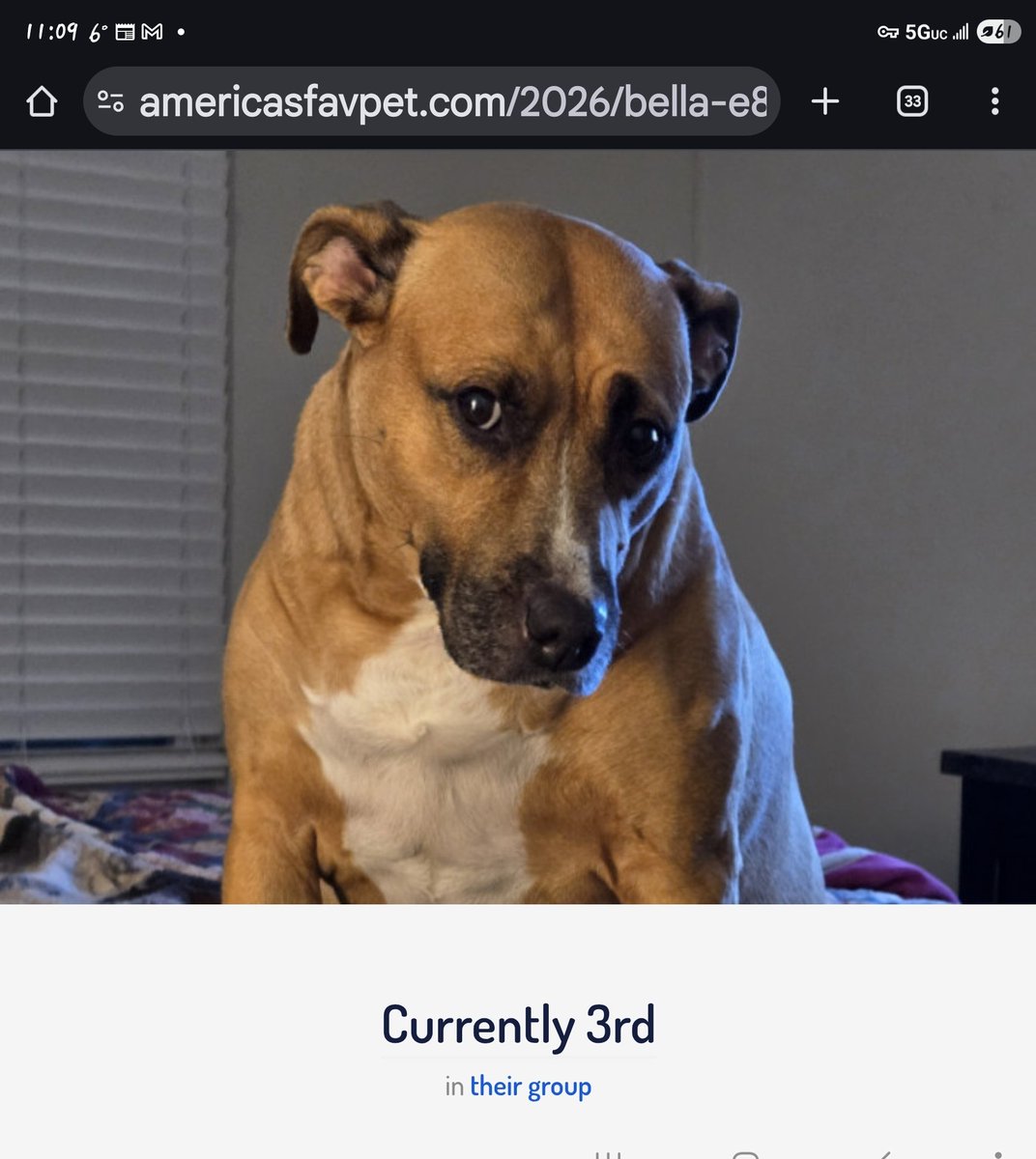 People4PitBulls's tweet photo. https://t.co/6fSNhjgDnq