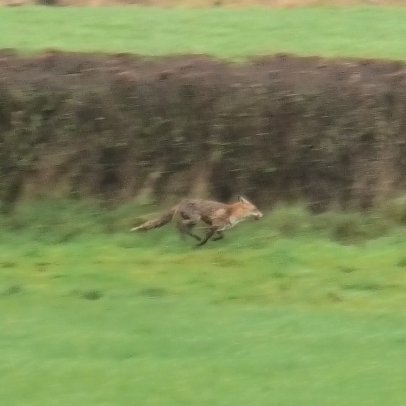 The Portman Hunt KILLED this poor fox today, chasing them to complete exhaustion over horrendously wet terrain. The poor little thing had no chance and seemed completely disoriantated at the end, inexplicably making a fatal error turning back along the hedge into hounds