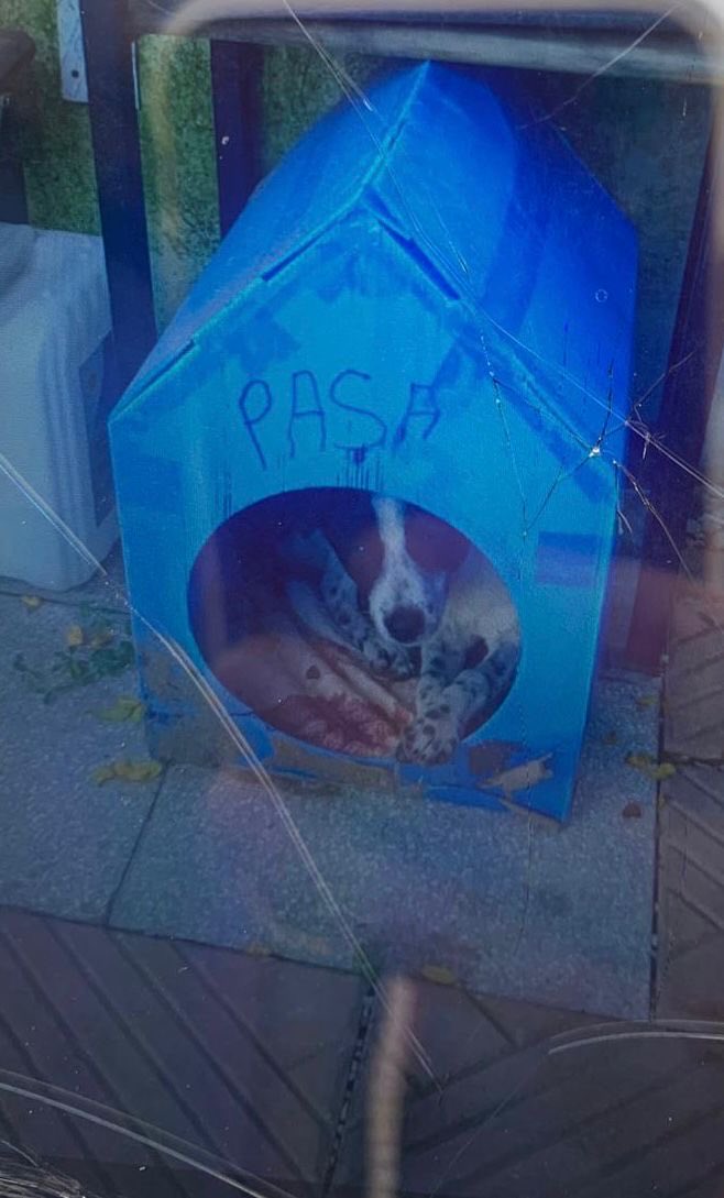 hhplatformu's tweet image. 📣PAŞA'nın Kafasını Tekmeleyerek ve Darp Ederek  Kasten Vahşice Öldürülmesi,  Hayvana Karşı Kasten Öldürme, Şiddete Tanıklık Eden Çocuk ve İhmaller Hakkında Şikayet!

Bu dilekçeyi göndererek ve dilekçe kampanyasını paylaşarak bana destek olur musun?🙏 

jointvoice.com/campaign/630/