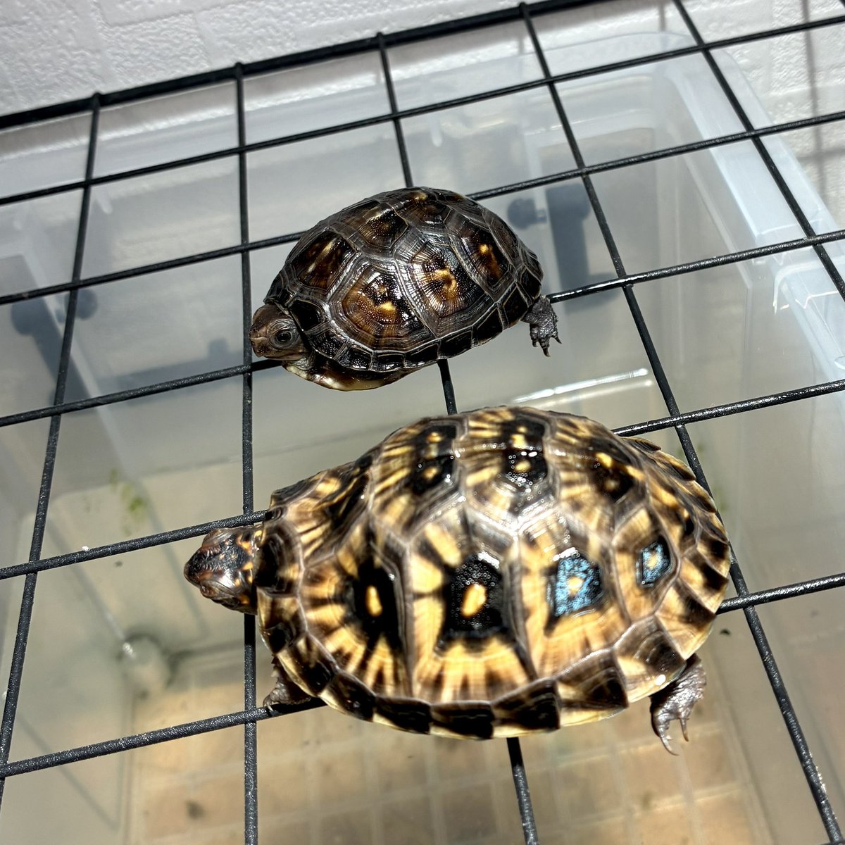 記録。餌は食べてるけれど黒い方は成長が鈍い。この網の上だとちょこまかと走り回らなくて撮りやすいな。
#TerrapeneCarolinaTriunguis