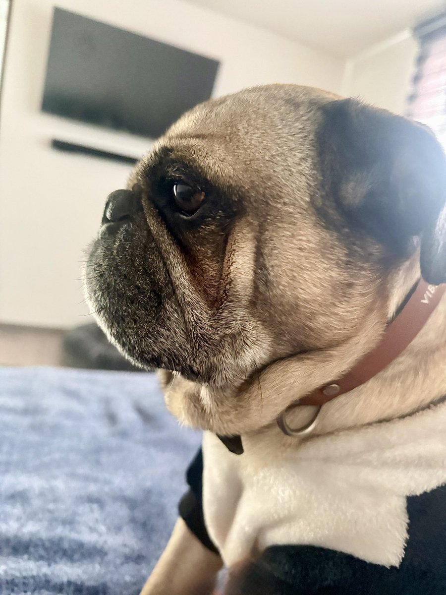 Mi Pepe a sus casi 9 añitos. ❤️