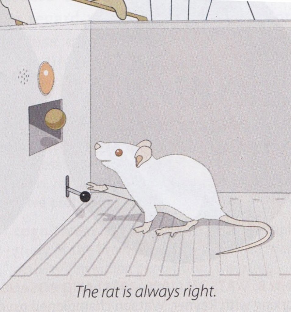 Rats (@legalizerats) on Twitter photo 