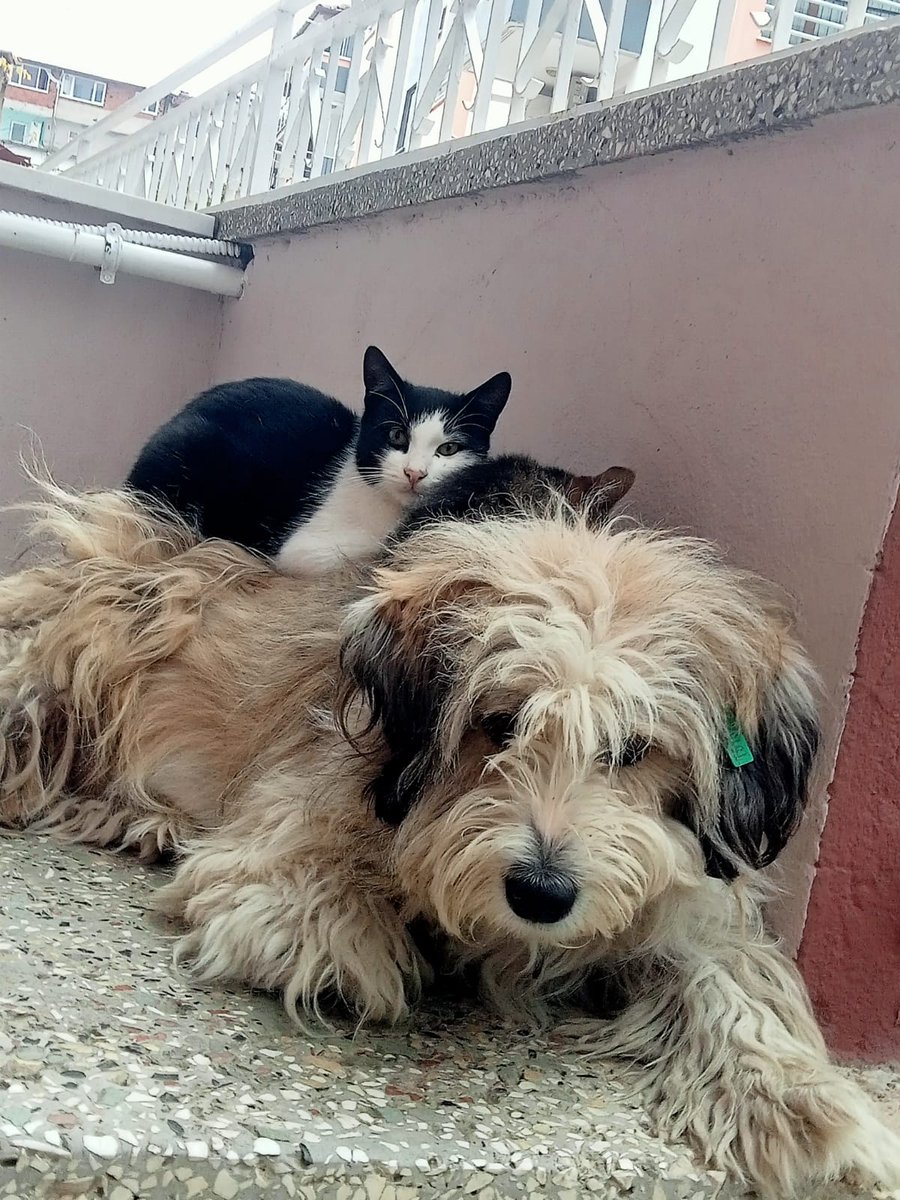 zelisinpatileri's tweet image. Paşayı evinin önünde dururken bir veteriner göre göre ezip geçti ve ardına bile bakmadı. Balıkesir İvrindi tayfun aslan katil veteriner. 
#paşaiçinadaletistiyoruz