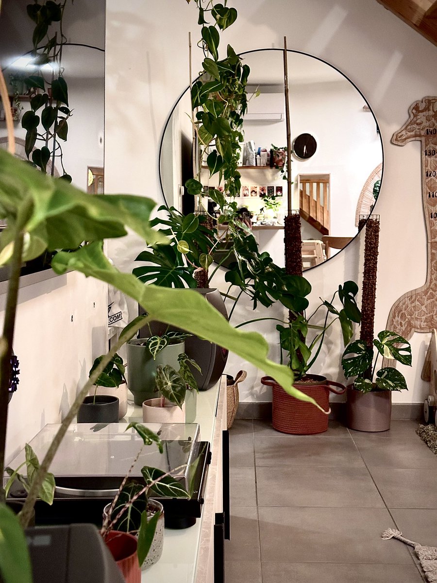 One of my 2026 resolutions was to add A FEW plants to my home and learn A BIT about that new hobby. I failed.