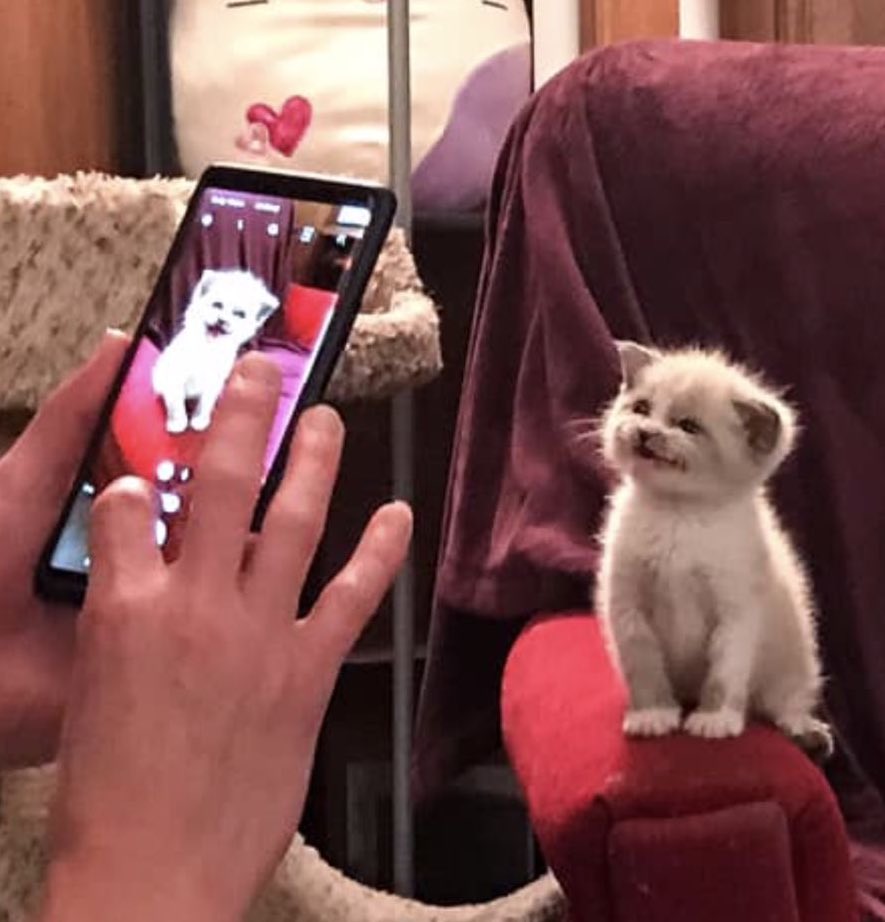 chupachupjn's tweet image. ก้อน้องตังเป็นแมวขาวหนิิิิิ😻