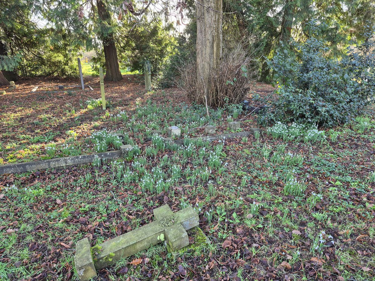 A lovely sunny day - at last - and the snowdrops &amp; aconites in the cemetery are in full bloom.