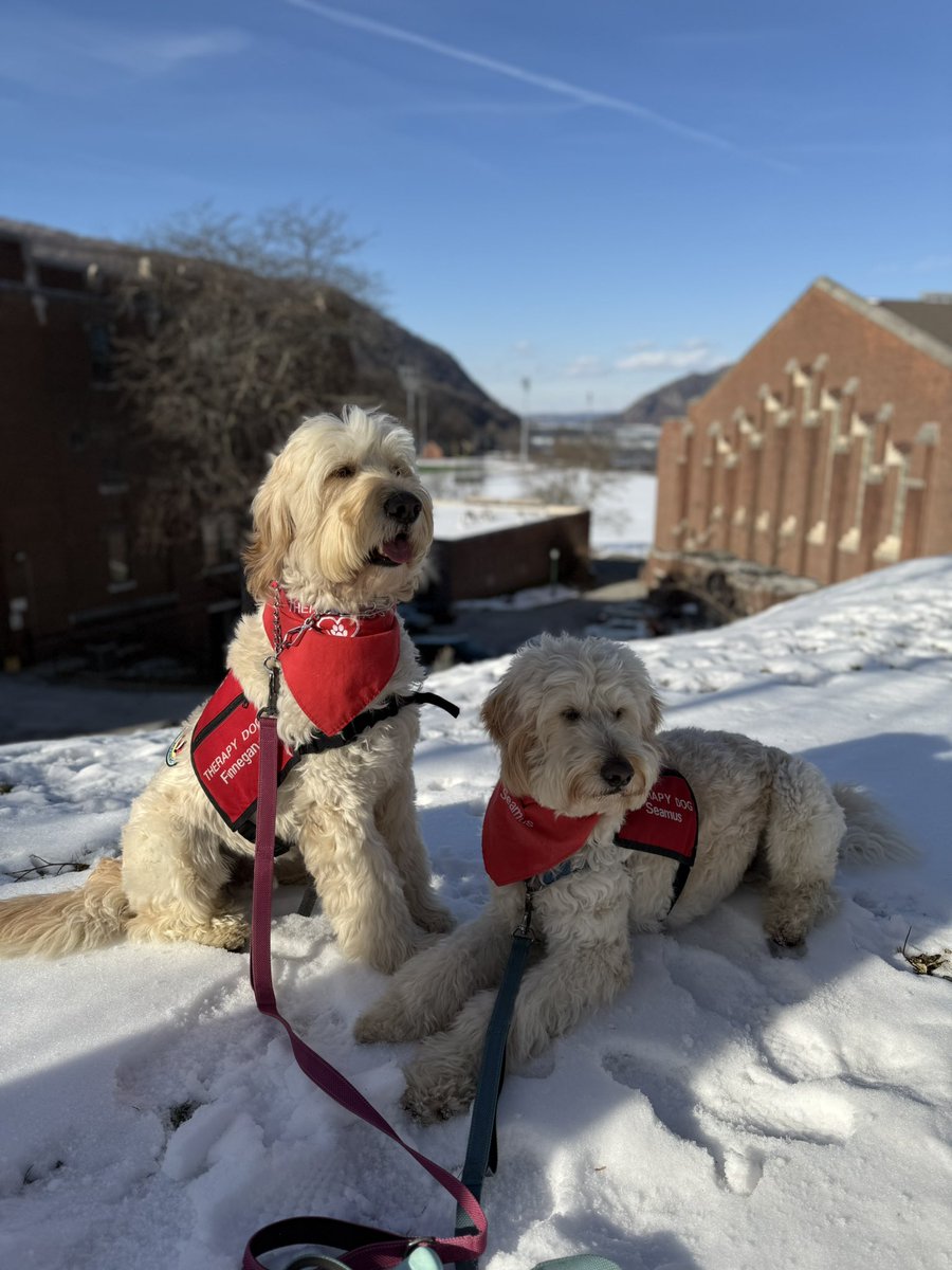 HVPaws4Cause's tweet image. Giving blood saves lives — and spreading a little doggie love doesn’t hurt either🩸🐶
Finnegan and Seamus shared gratitude and comfort with the donors at the @redcrossny blood drive at West Point, New York ⛑️🐾 @WestPoint_USMA 
#therapydogs #blooddrive #redcrossvolunteer