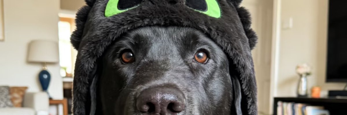 dailypxst's tweet photo. tap to see Toothless