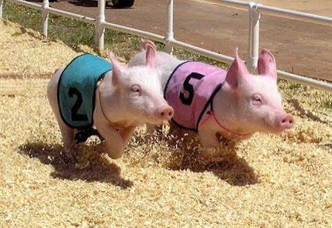 OnlyFun_Humor's tweet image. ⚠️ Iran's supreme leader plans to legalize pig racing